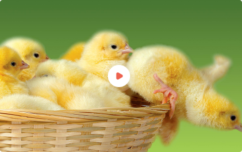 BPICC Video
