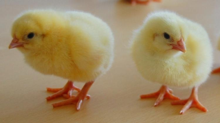 Day Old Chicks