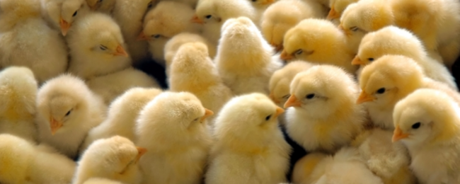 Poultry Breeding